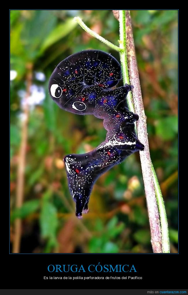 oruga,wtf,curiosidades