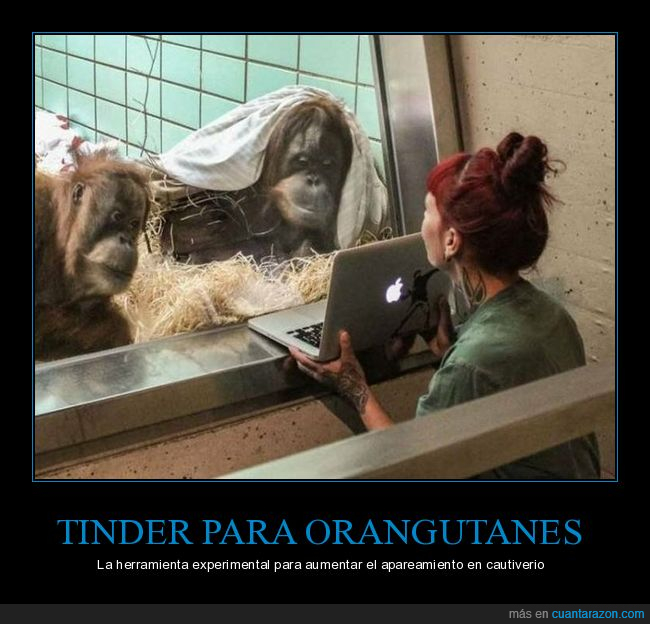 tinder,orangutanes,ordenador,apareamiento,cautiverio