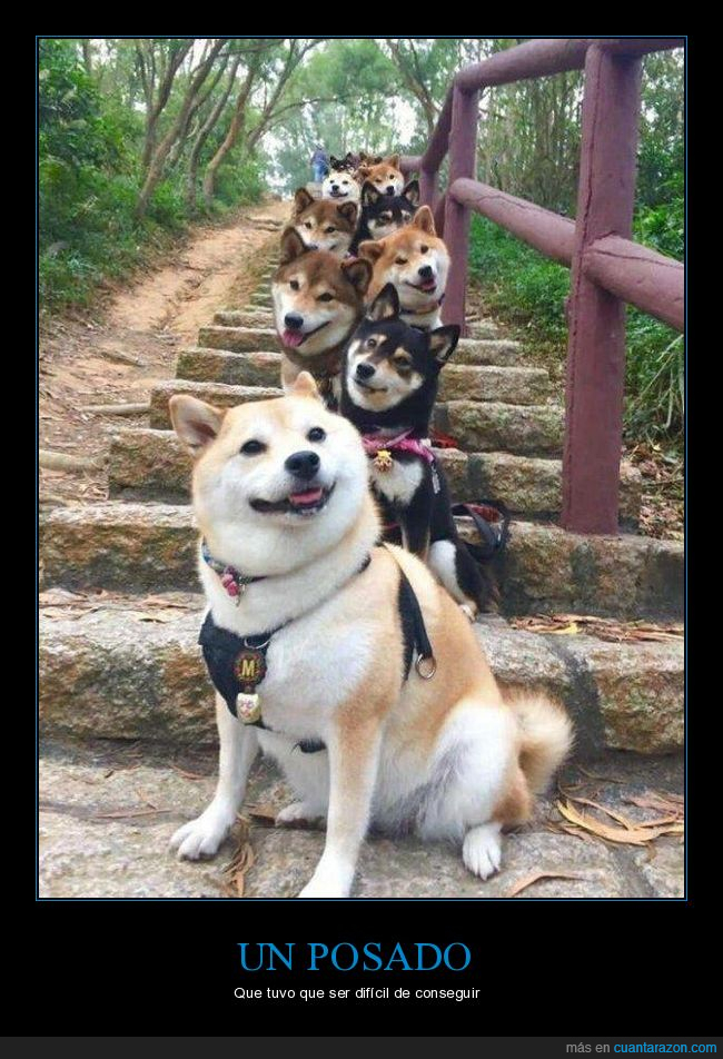 perros,posando,foto,escaleras