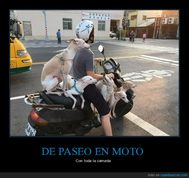 moto,perros,wtf