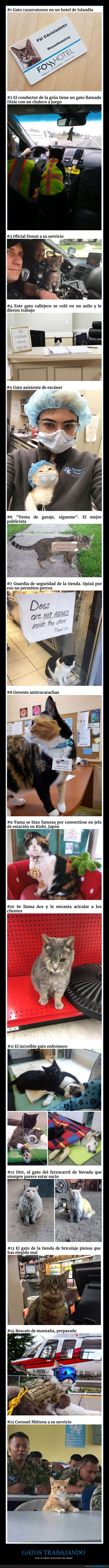 gatos,trabajando,trabajos