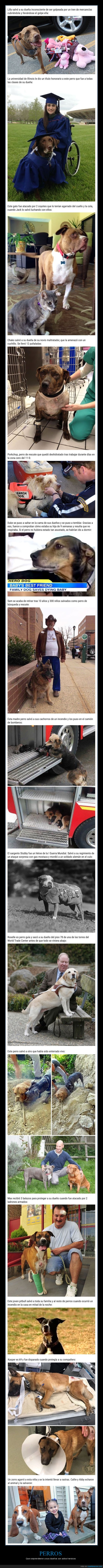 perros,héroes,actos heroicos