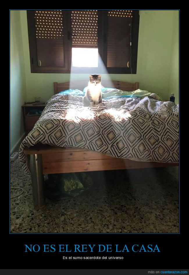 gatos,luz,ventana