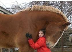 Enlace a Enorme caballo