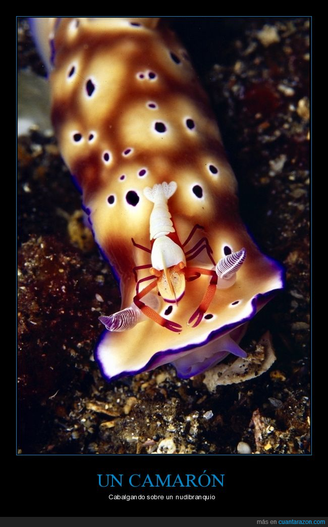 camarón,nudibranquio,wtf
