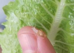 Enlace a Mini caracol