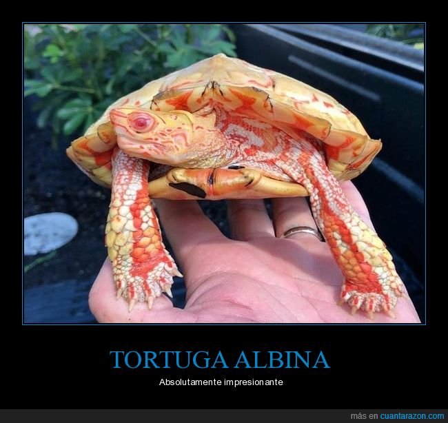 tortugaa,albina,curiosidades