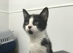 Enlace a El gato con manos