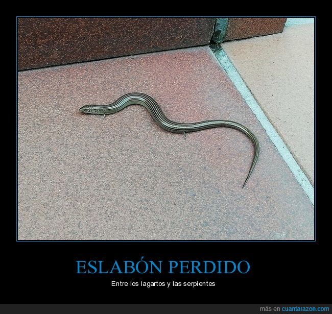 serpiente,lagarto,eslabón