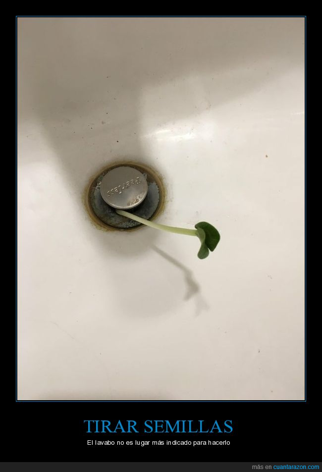 semilla,tirar,lavabo,planta