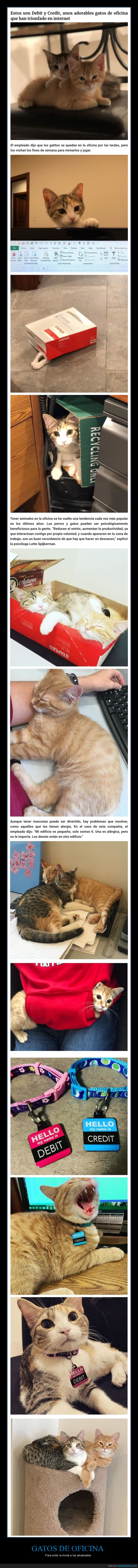 gatos,oficina,subir la moral,empleados