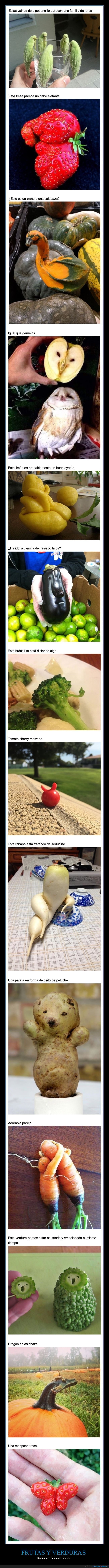 frutas,verduras,formas,wtf