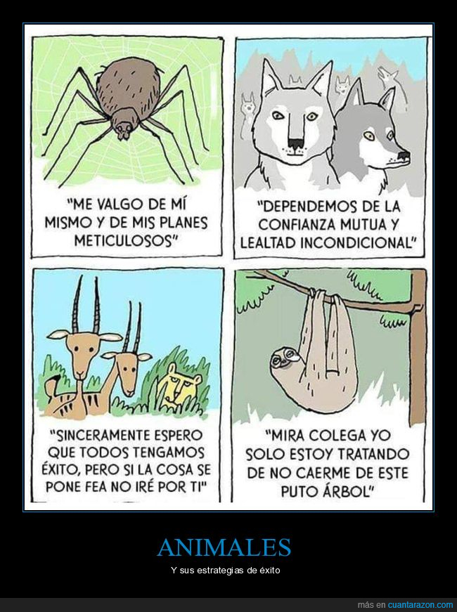 animales,estrategia,perezoso