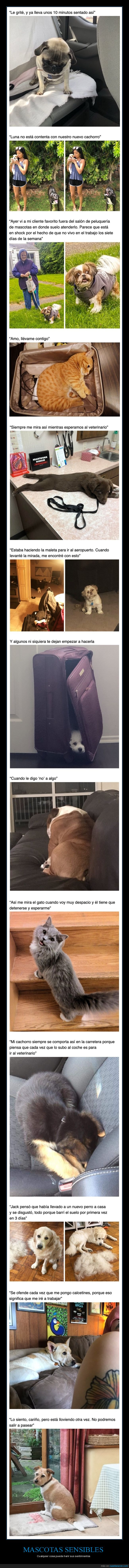 mascotas,sensibles,sentimientos