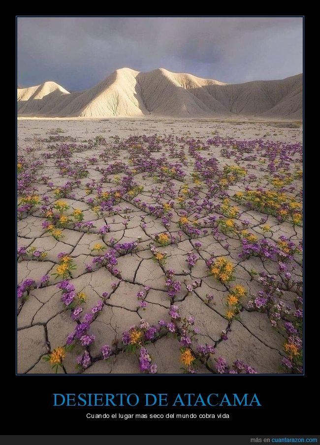 desierto,atacama,flores,vida