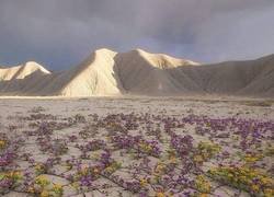 Enlace a La vida se abre camino
