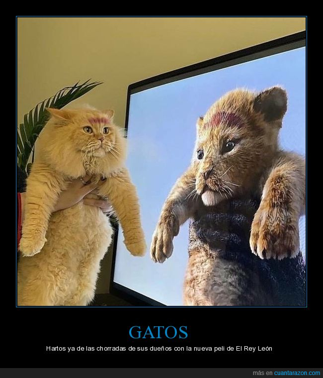 gatos,el rey león,simba