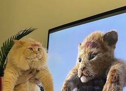 Enlace a No es el Rey León pero al menos es el rey de la casa
