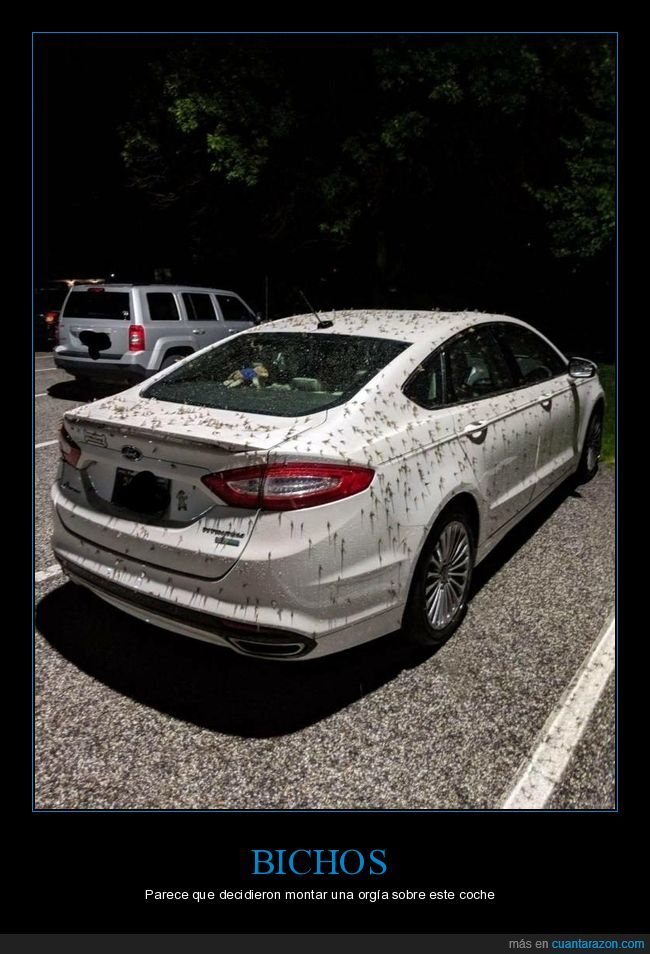 coche,bichos,wtf