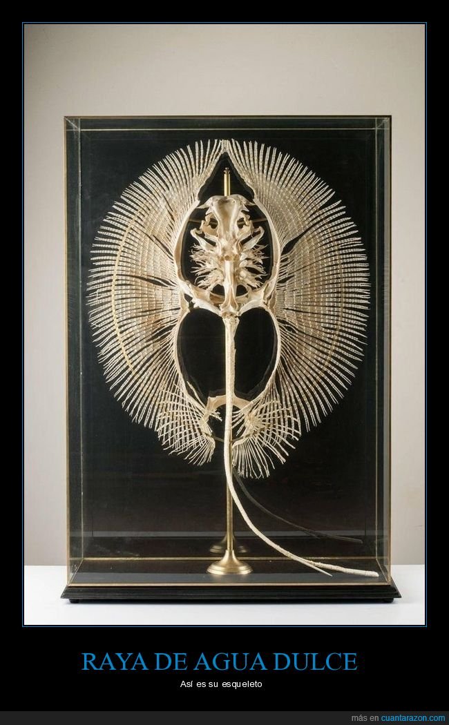raya de agua dulce,esqueleto,curiosidades