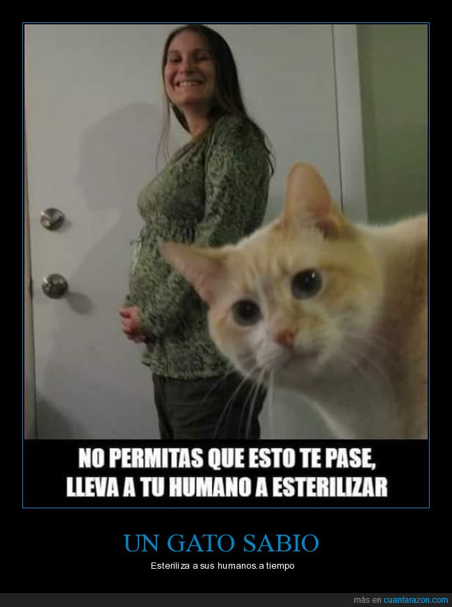 gatos,embarazada,esterilizar,humanos