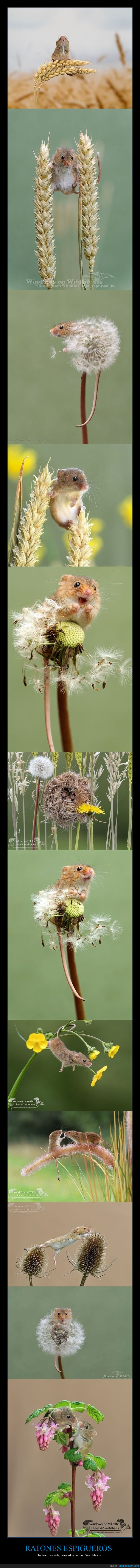 ratones espigueros,dean mason,fotografía