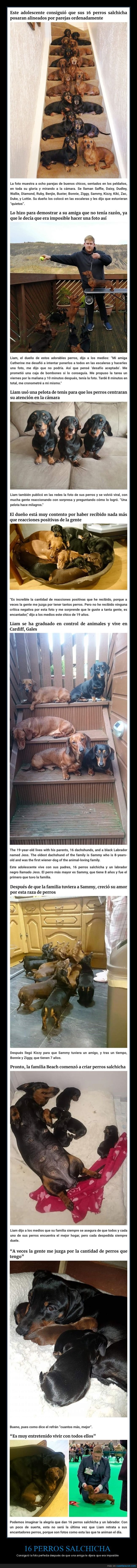 perros,foto,perros salchicha