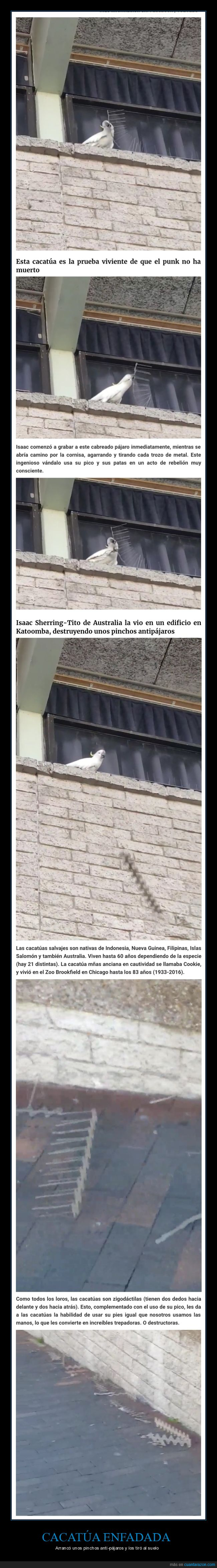 cacatúa,arrancar,pinchos,anti-pájaros,wtf