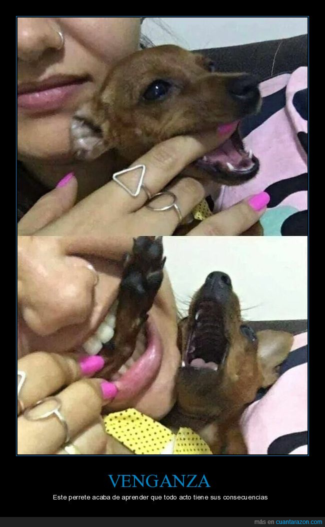 perros,mordisco,venganza