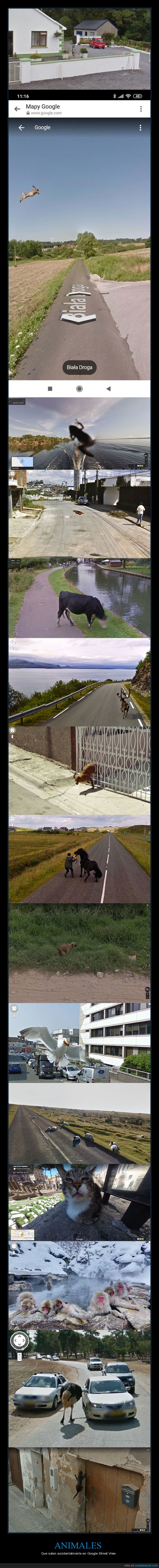 street view,animales,wtf