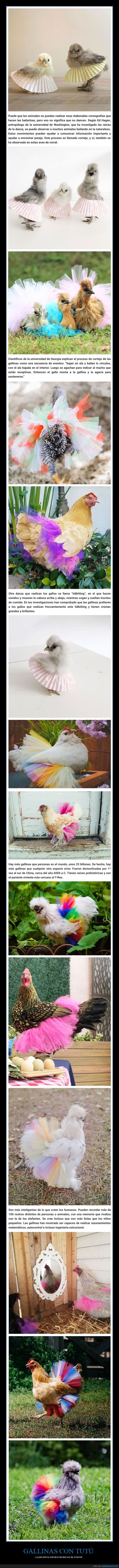 gallinas,tutú
