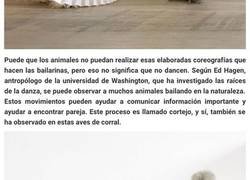 Enlace a Las gallinas con tutú se han vuelto tendencia, y están encantadoras