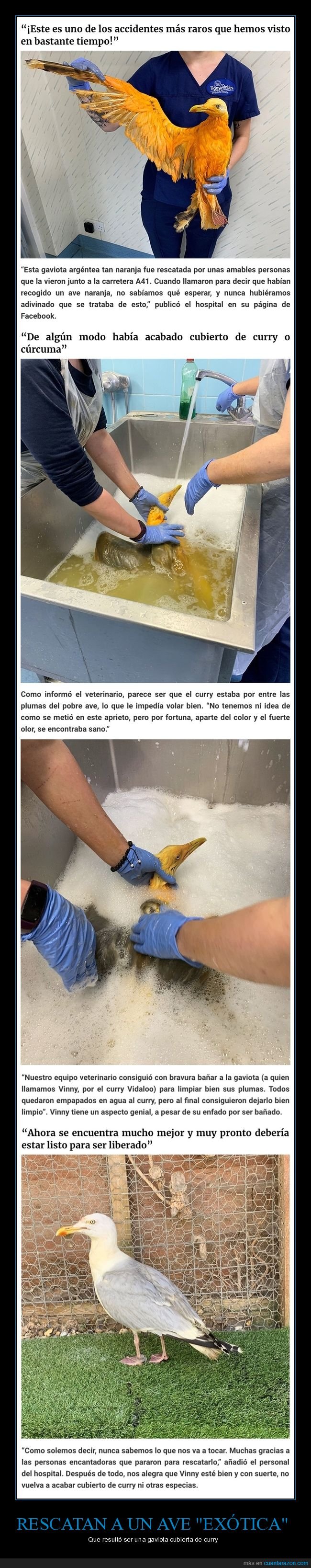 ave exótica,pájaro,gaviota,curry