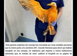 Enlace a Rescatan a un ave “exótica” que no podía volar, resultó ser una gaviota cubierta de curry