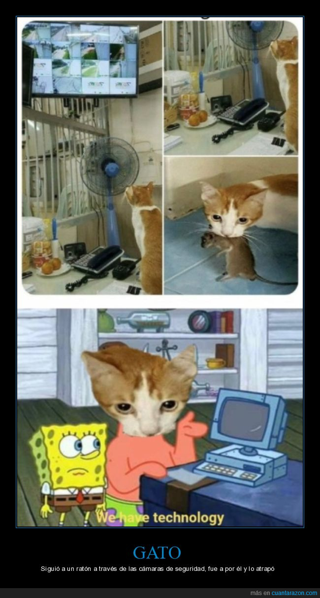 gato,rat&oacute;n,c&aacute;maras de seguridad,atrapar,wtf