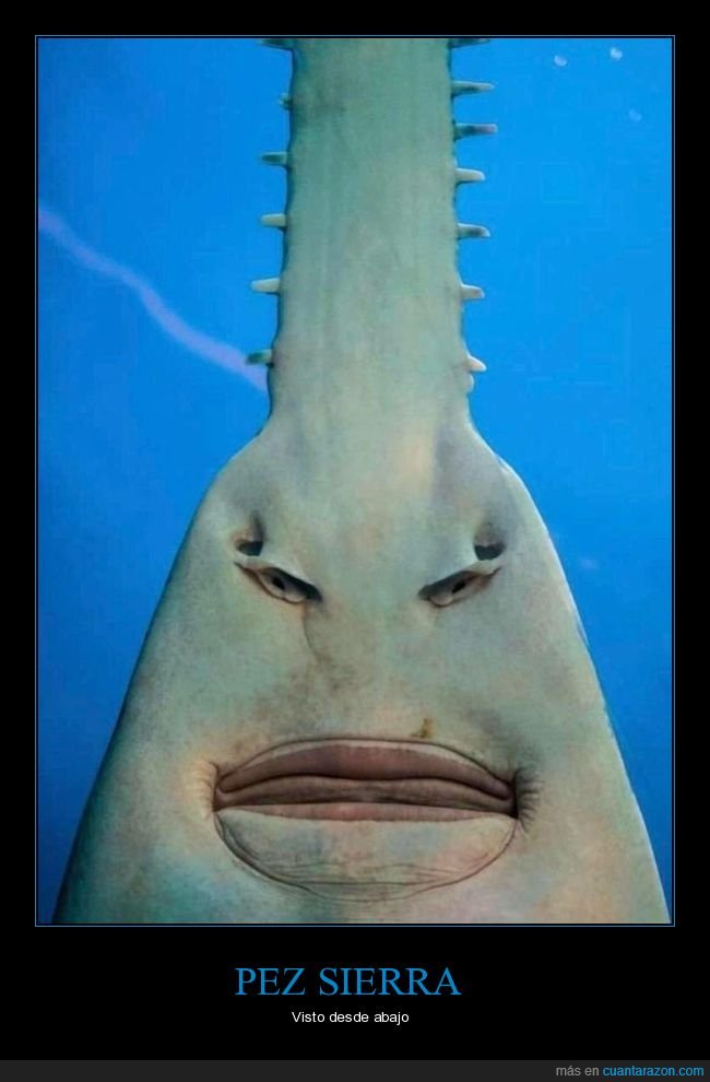 pez sierra,pez,curiosidades