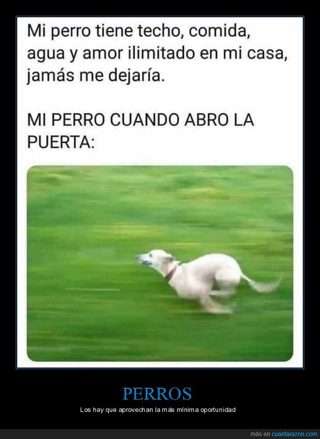 perro,casa,puerta