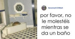 Enlace a Esta mujer fotografía a su sapo haciendo cosas en una casa de muñecas