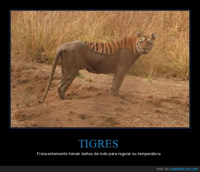 tigre,baño,lodo