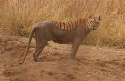 Enlace a Tigre cargando texturas