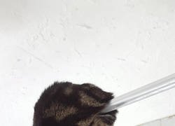Enlace a Batcat