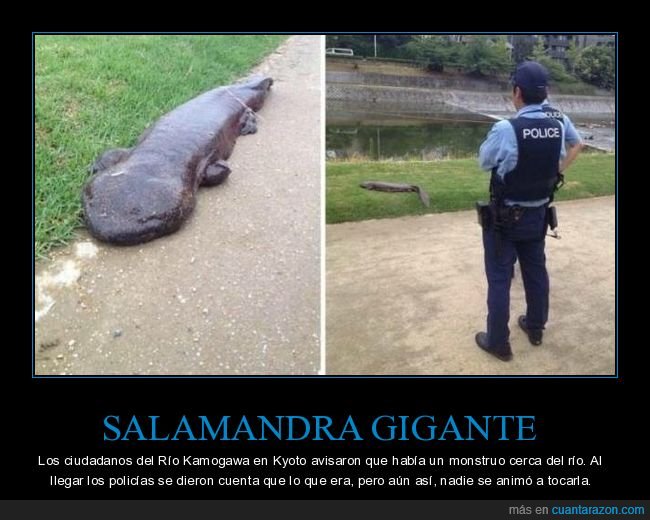 salamandra gigante,monstruo,polic&iacute;a,wtf
