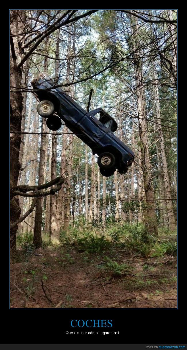 coche,bosque,árbol,wtf