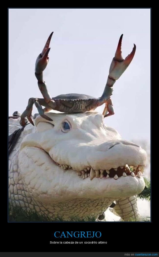cangrejo,cocodrilo,wtf