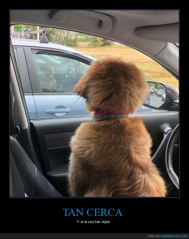 perros,coches,mirando