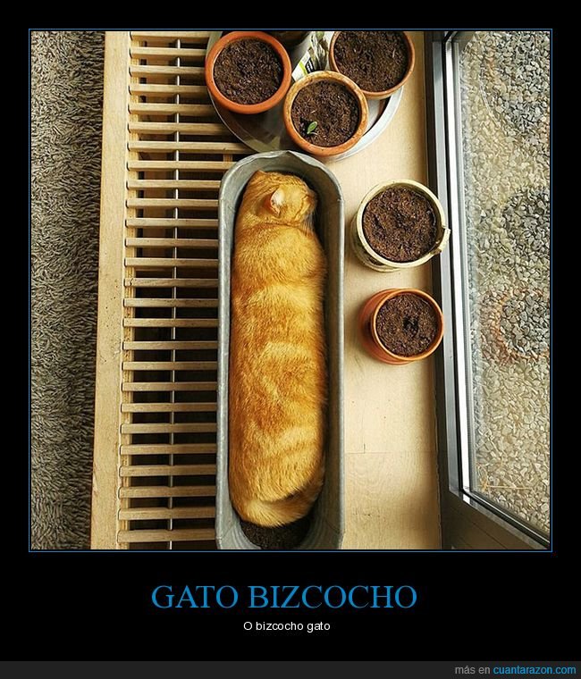 gatos,bizcocho,parecidos