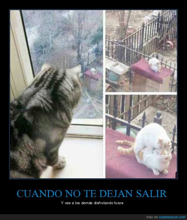 gato,mirando,ventana