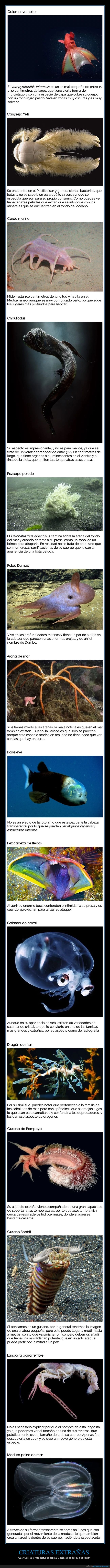 criaturas,fondo del mar,curiosidades