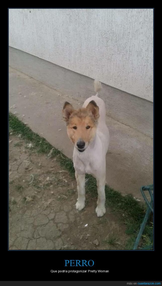perro,richard gere,parecidos