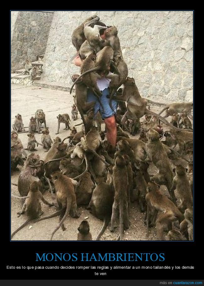 monos,alimentar,fails